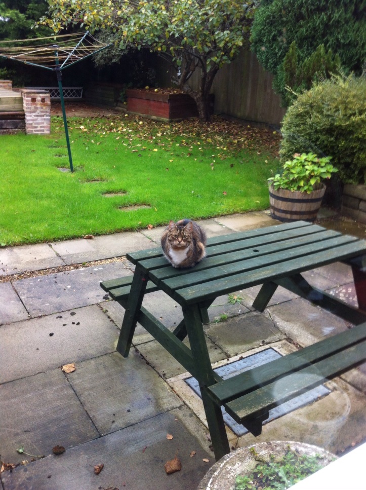 Unidentified cat on picnic table in our back garden. [Photo by me, 2014.]