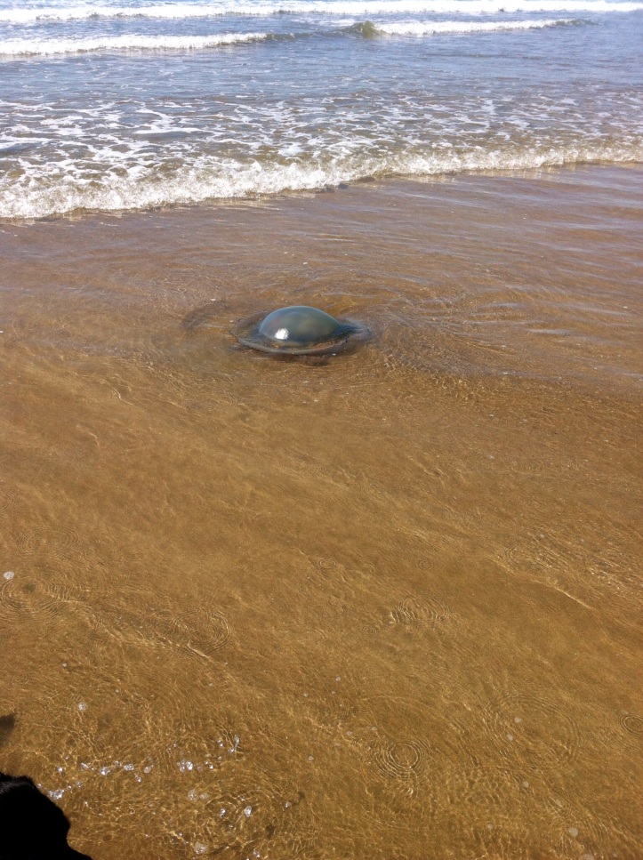 A rather large jelly fish. Devon coast. [Photo by me, 2015.]
